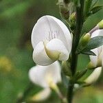 Cytisus multiflorus Flor