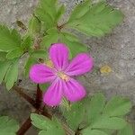 Geranium purpureum 花