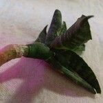 Sansevieria hyacinthoides List