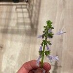 Salvia lyrata Квітка