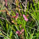 Polygala amboniensis Flor