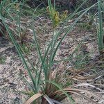 Cyperus ligularis Hoja