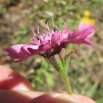 Palafoxia hookeriana Flor