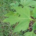 Tithonia diversifolia Foglia