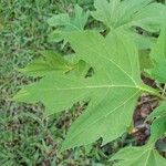 Tithonia diversifolia Φύλλο