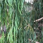 Eucalyptus viminalis Hoja