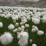 Eriophorum scheuchzeri Flower