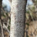 Flacourtia indica Bark