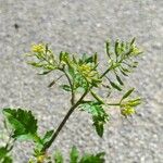 Rorippa palustris Bloem
