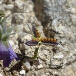 Viola diversifolia Frukto