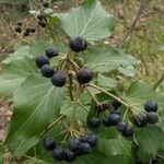 Hedera colchicaFlower