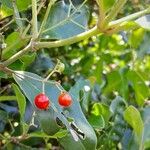 Cassinopsis madagascariensis