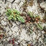 Sedum rubens Hábito