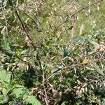 Rorippa palustris Fulla