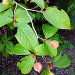 Stewartia pseudocamellia