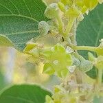 Ziziphus spina-christi Çiçek