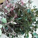 Peperomia verticillata Plante entière