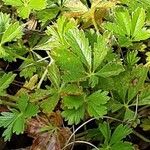 Potentilla pusilla Foglia