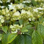 Viburnum plicatum Ліст