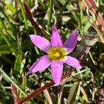 Romulea rosea Flor