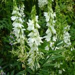 Galega officinalis Blüte