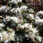 Paronychia argentea Цветок