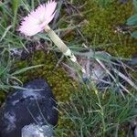 Dianthus sylvestris ᱥᱟᱠᱟᱢ