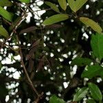 Syzygium schistaceum 整株植物