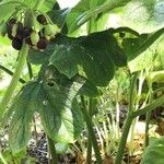 Podophyllum versipelle Habitat