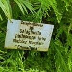 Selaginella pallescens Other