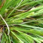 Carex secalina Blatt
