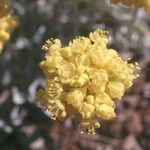 Eriogonum ovalifolium Blomst