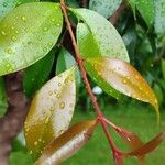 Syzygium paniculatum Листок