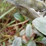 Cerradicola grewiifolia Fruit