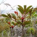 Cunonia macrophylla Συνήθη χαρακτηριστικά