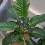 Philodendron martianum Blad