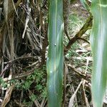 Cordyline mauritiana Hoja