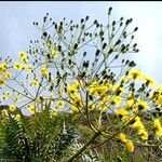 Sonchus canariensis Blüte