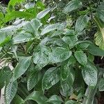 Brillantaisia cicatricosa Vivejo