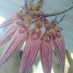 Bulbophyllum longiflorum Flower