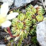 Saxifraga bryoides Fulla