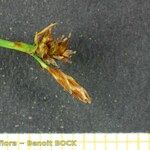 Carex lepidocarpa Beste bat