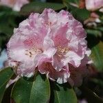 Rhododendron vernicosum Fiore