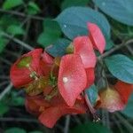 Holmskioldia sanguinea Blüte