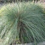 Muhlenbergia lindheimeri Лист