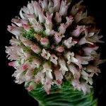 Crassula pyramidalis Çiçek