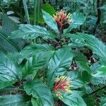 Palicourea croceaKukka