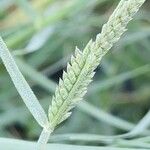 Aeluropus littoralis Fruit