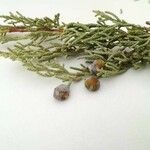 Juniperus phoenicea Blad