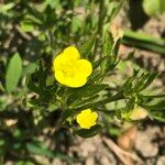 Ranunculus arvensis Blad